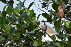 Bulbul Red Whiskered