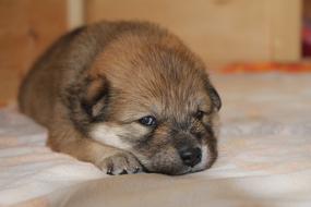 fluffy puppy lies