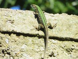 Lizard Green Wall