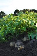 Potato harvest in the farmer field