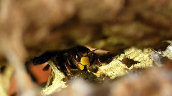 Hornet Insect Close Up