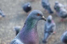 Pigeon Dove Bird