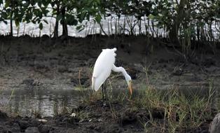 Bird Wild Wildlife