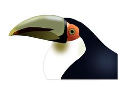 toucan bird tropical colorful