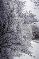 Snow Travel Tree