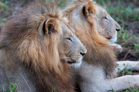 Africa Lion Safari