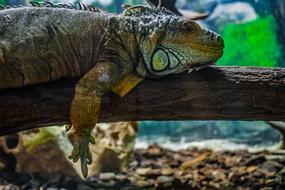 Green Iguana Reptile