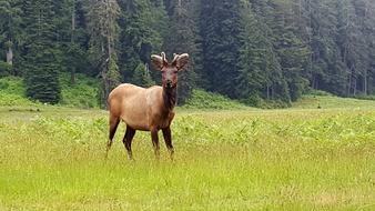 Moose Canada Curiosity National
