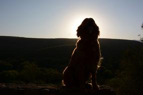 Dog Golden Retriever