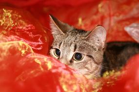 Cat Lurking Lauer