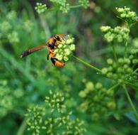 Wasp Insect Garden
