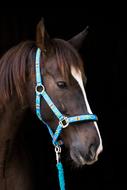 brown horse with blue bridle