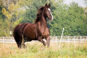 Horse Trot Animal