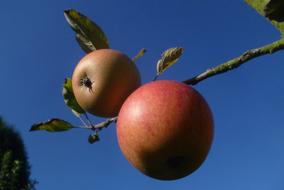 juicy apples on a branch
