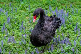 Mourning Swan Animal World Black