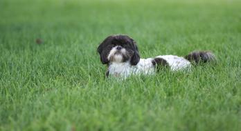 Dog Pet Animal