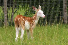 Fawn Whitetail Deer