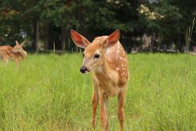 Fawn Whitetail Deer