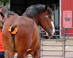 Horse Draft Animal