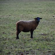 black sheep in the pasture, france