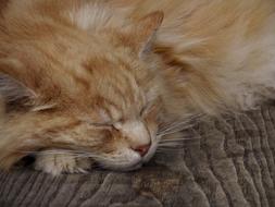 Ginger Cat A Tom