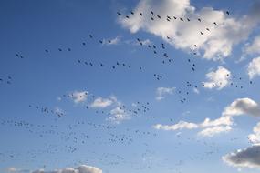 Geese Goose Bird