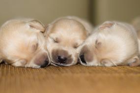 Pug Puppy Dog