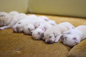 Pug Puppy Dog