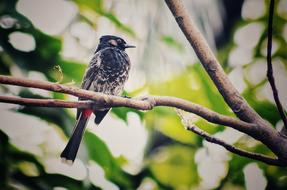 Bulbul Bird On The Tree