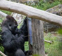 black gorilla in the zoo in Berlin