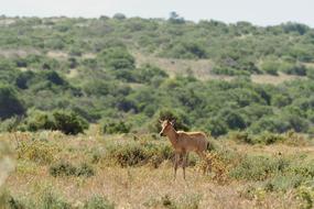 Kudu Calf in South Africa