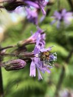Insect Insects Gadfly