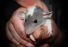 Rat Color Rodent