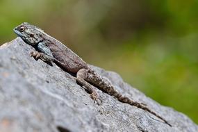 Lizard Stone Reptile