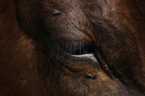 Cow Eye Animal Close