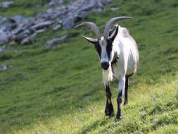 alpine color goat