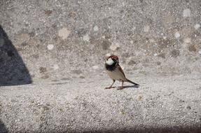 sparrow Bird on Stone Bank
