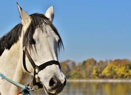 Mold horse by the lake