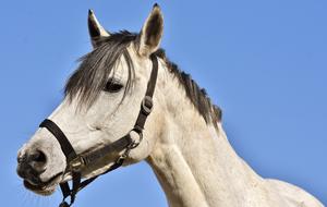Mold horse at Blue Sky