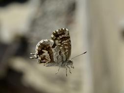 Butterfly Fall Insect