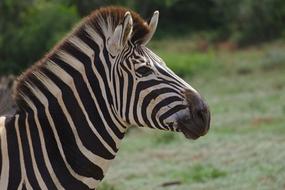 Zebra Young Animal