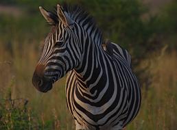 Zebra Animal Pilanesberg