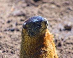 Rock Chuck Yellow-Bellied Marmot