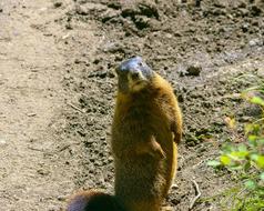 Teton Yellow-Bellied Marmot Rock