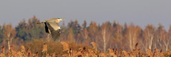 Spring Lake Grey Heron Flight