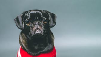 Pug Black Dog