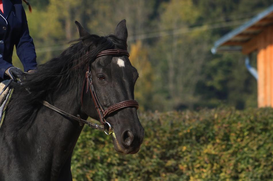 black horse rider