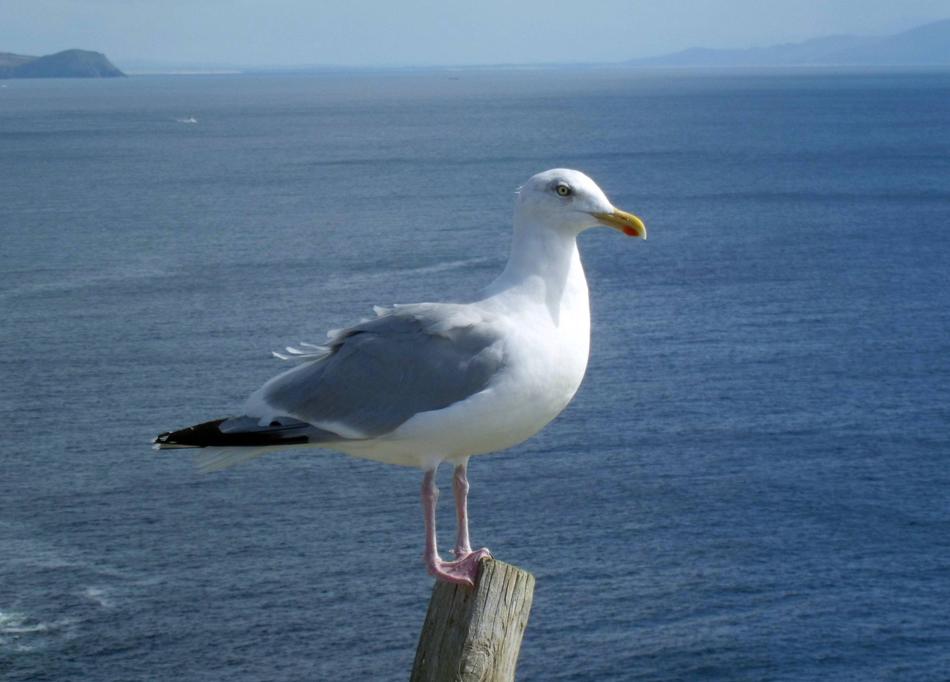 Seagull Bird Sea Close
