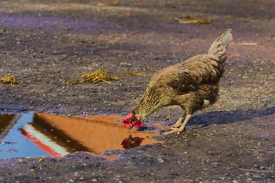 Chicken Self-Recognition Mirror