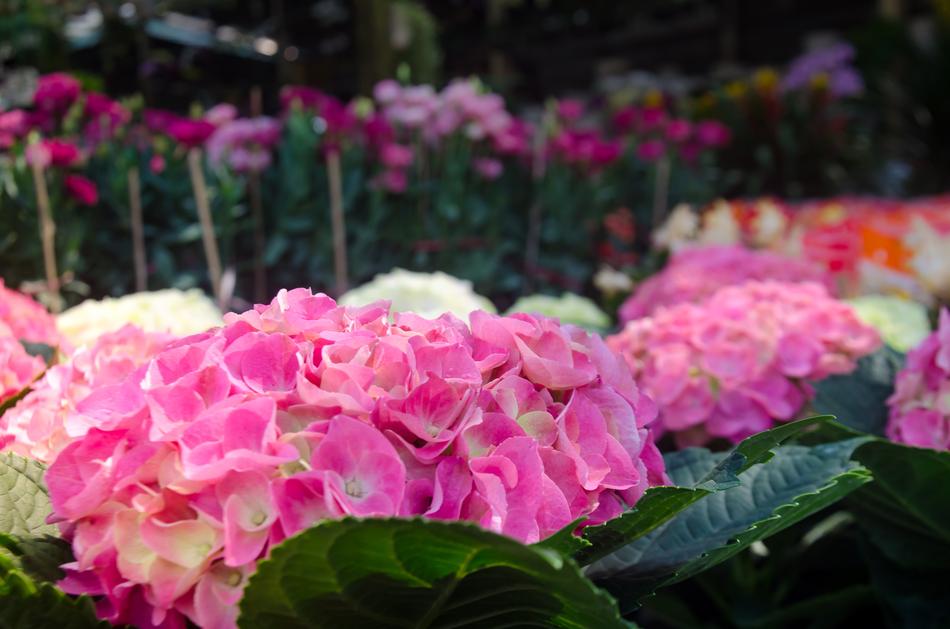 Beautiful Flowers Background